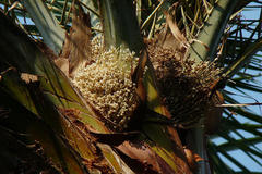 Phoenix sylvestris